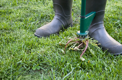 Weeding-istock_000009443308xsmall